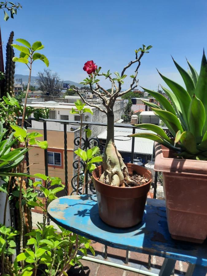 La Terraza Del Pochote Oaxaca Kültér fotó