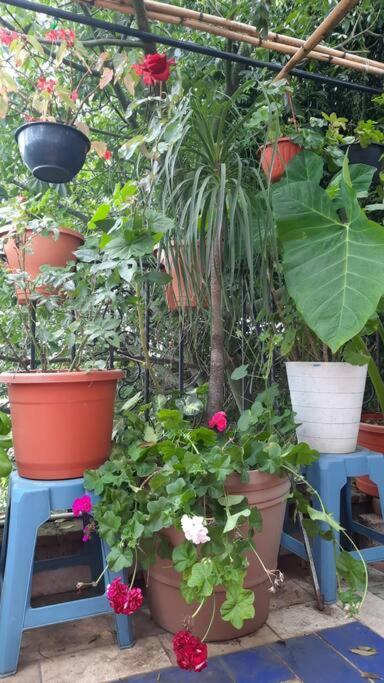 La Terraza Del Pochote Oaxaca Kültér fotó