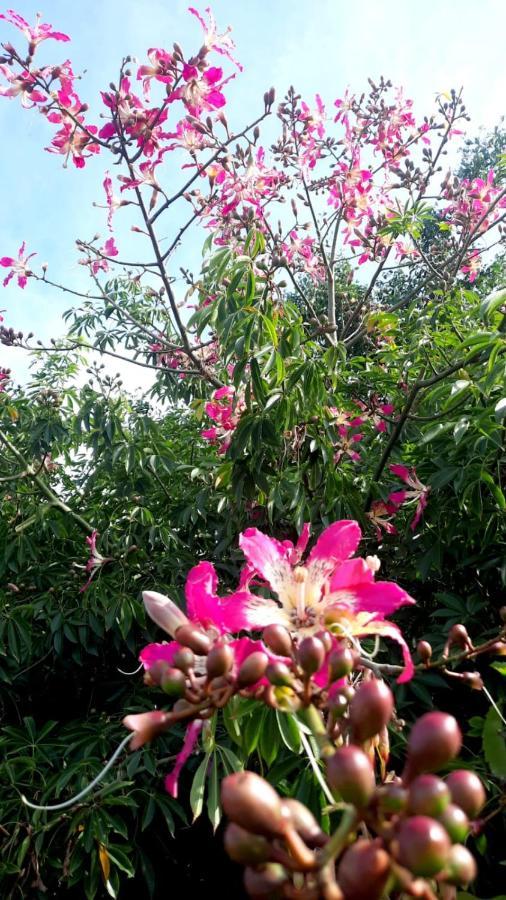 La Terraza Del Pochote Oaxaca Kültér fotó